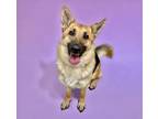 Adopt CONSTANCE a German Shepherd Dog, Mixed Breed