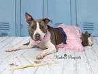 Adopt BELLA a Boxer, Pit Bull Terrier