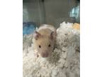 Adopt Queso a Hamster