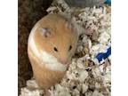 Adopt Susan a Hamster