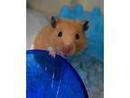 Adopt Maddie a Hamster