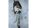 Adopt Ayla a Siberian Husky, Mixed Breed