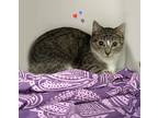 Adopt Nelly a Domestic Short Hair