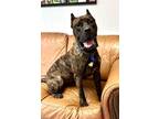 Adopt Halle a Presa Canario