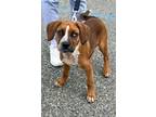 Adopt Moonpie a Hound