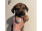 Adopt Raelynn a Dachshund, Beagle