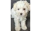 Maltipoo Puppy for sale in Trumbull, CT, USA