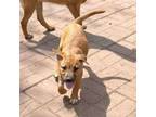 Adopt Ruthie a Yellow Labrador Retriever