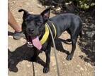 Adopt LILA ROSE a Pit Bull Terrier, Mixed Breed