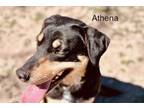 Adopt ATHENA a German Shepherd Dog, Labrador Retriever