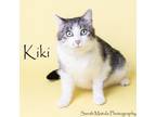 Adopt KiKi a Domestic Short Hair
