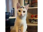 Adopt Snowy a Domestic Short Hair, Turkish Van