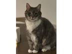 Adopt KAIPO (IPO) a Domestic Short Hair