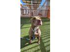 Adopt PRECIOUS a Pit Bull Terrier