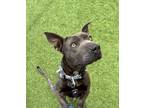 Adopt GWENETH a Pit Bull Terrier, Mixed Breed