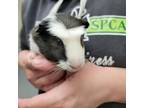 Adopt GIGI a Guinea Pig