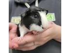 Adopt SIBBY a Guinea Pig