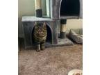 Adopt LYRA a Domestic Short Hair