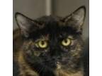 Adopt Cookie Monster a Domestic Short Hair