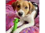 Adopt Smooch a Beagle, Mixed Breed