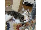 Adopt Lizzie a Domestic Short Hair, Tabby