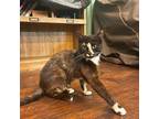 Adopt Trixie a Domestic Short Hair