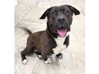 Adopt BAILEY a Pit Bull Terrier, Basset Hound