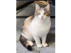 Adopt Pandora a Domestic Short Hair