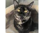 Adopt Lexie a Domestic Short Hair