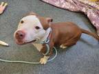 Adopt AUSTRIA a Pit Bull Terrier, Mixed Breed