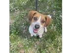 Adopt Poppie a Beagle, Mixed Breed