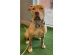 Adopt Trolley a Shar-Pei, Mixed Breed