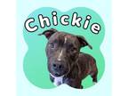 Adopt Chickie a Mixed Breed