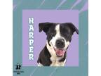 Adopt Harper a Mixed Breed