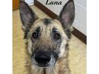 Adopt LUNA a German Shepherd Dog