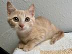 Adopt Buffy the Vampire Slayer a Domestic Short Hair, Tabby