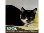 Adopt Polka a Domestic Short Hair