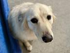 Adopt EVIE a Golden Retriever, Mixed Breed