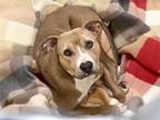 Adopt PHOEBE a Pit Bull Terrier, Mixed Breed