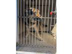 Adopt A427774 a German Shepherd Dog