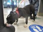 Adopt A427784 a Pit Bull Terrier, Mixed Breed