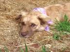 Adopt WILLOW a Australian Shepherd, Mixed Breed