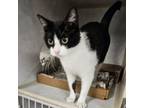 Adopt Martha a Domestic Short Hair