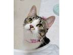 Adopt Regan a Domestic Short Hair