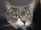 Adopt Harley a Domestic Short Hair