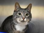 Adopt Lady a Domestic Short Hair