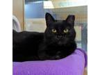 Adopt Kazowie a Domestic Short Hair