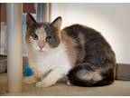 Adopt Manalli a Domestic Short Hair