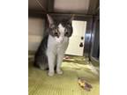 Adopt Malaysia a Domestic Short Hair