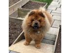 Adopt Ling Li a Chow Chow